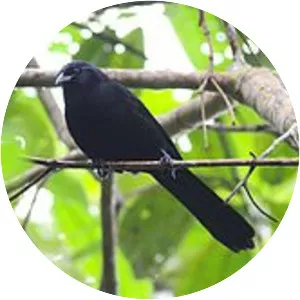 Colombian mountain grackle - Bird