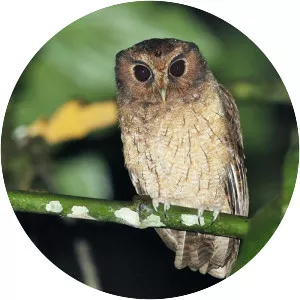 Colombian screech owl - Bird