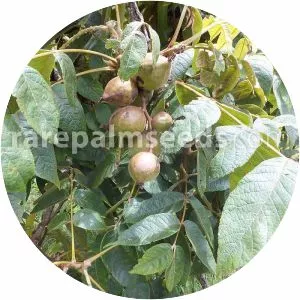 Colombian Walnut - Plants