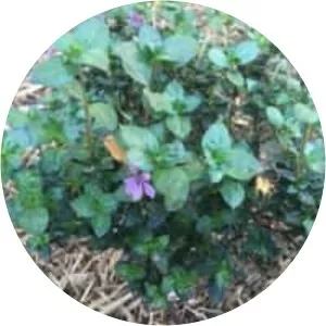 Colombian waxweed - Plants