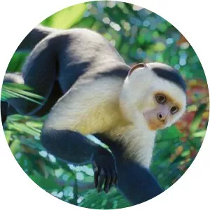 Colombian white-faced capuchin