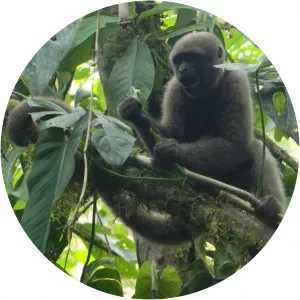 Colombian woolly monkey