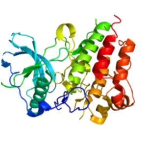 Colony stimulating factor 1 receptor - Protein
