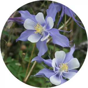 Colorado blue columbine