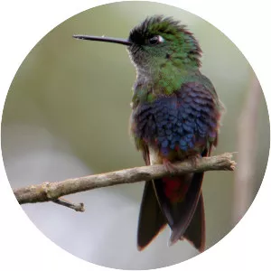 Colorful puffleg