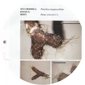 Colour Atlas of Ectomycorrhizae: With Glossary