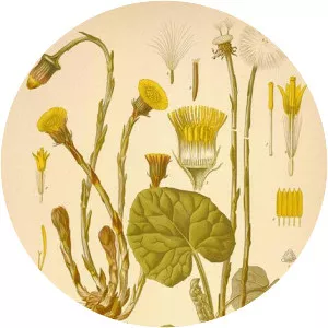 Coltsfoot