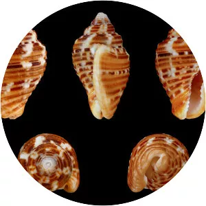 Columbella mercatoria