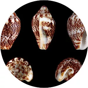 Columbella rustica