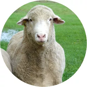 Columbia sheep