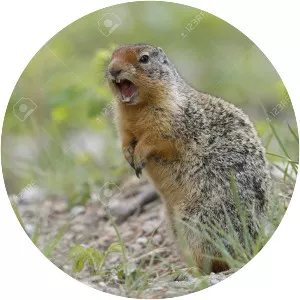 Columbian ground squirrel
