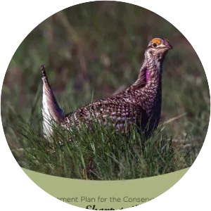 Columbian sharp-tailed grouse