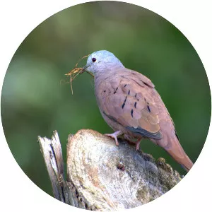 Columbina Ground-Doves