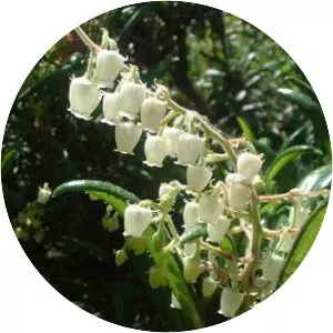 Comarostaphylis diversifolia