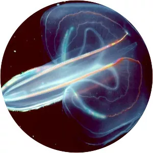 Comb jellies