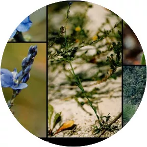 Comesperma calymega - 