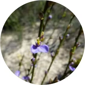 Comesperma scoparium