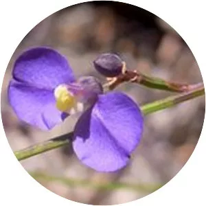 Comesperma sphaerocarpum