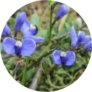 Comesperma volubile - 