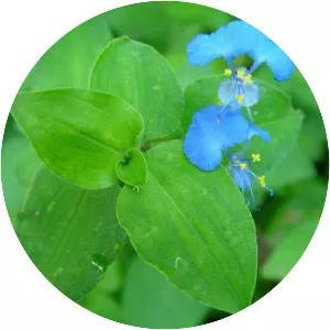Commelina benghalensis - Plants