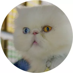 Comment les chiens et les chats ont conquis le mondeSince 2021