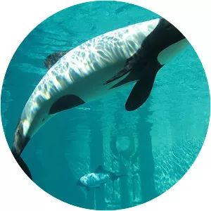 Commerson's dolphin