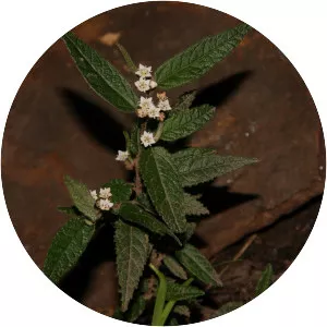 Commersonia dasyphylla