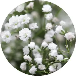 Common baby's-breath