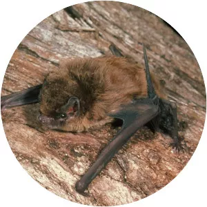 Common bent-wing bat - Animal