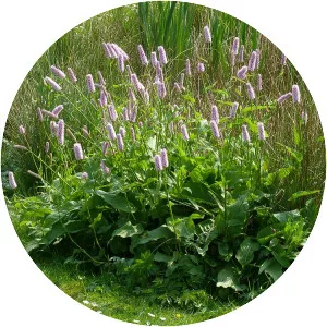Common bistort - Plants