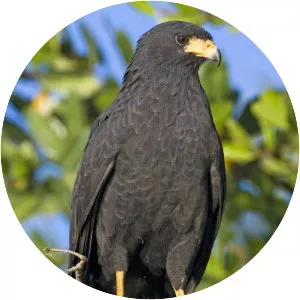 Common black hawk