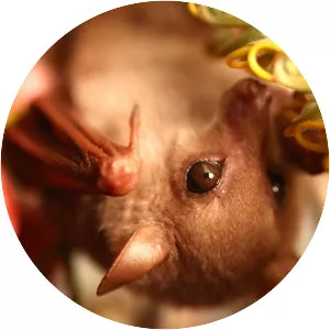 Common blossom bat - Animal