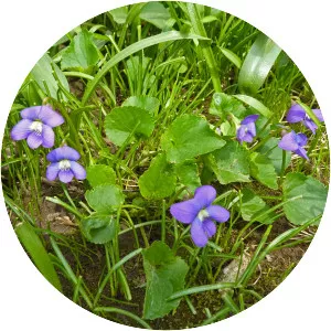 Common blue violet