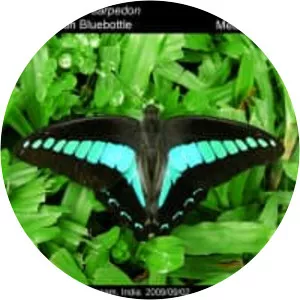 Common bluebottle - Insect