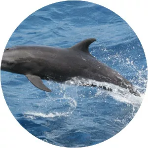 Common bottlenose dolphin
