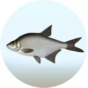 Common bream (Çapak balığı)