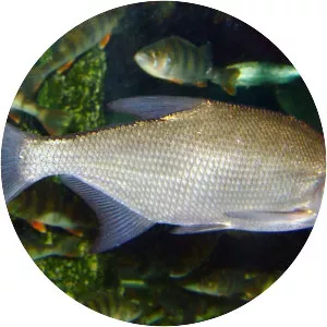 Common bream