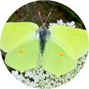 Common brimstone