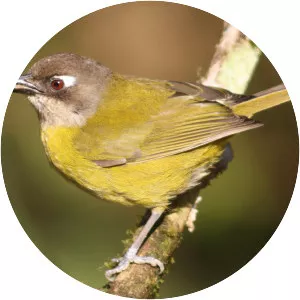 Common bush tanager