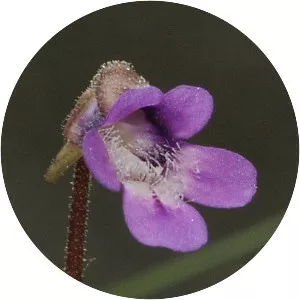 Common butterwort