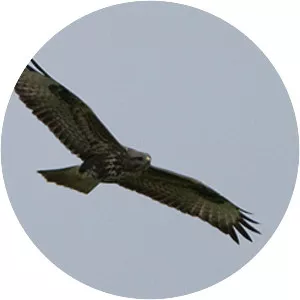 Common buzzard