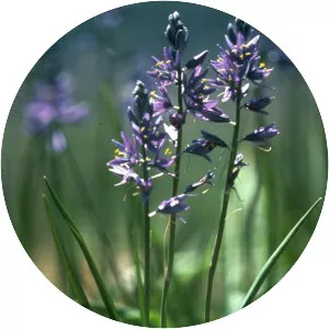 Common camas - Plants