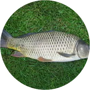 Common carp - Fish