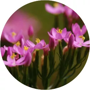 Common centaury - Plants