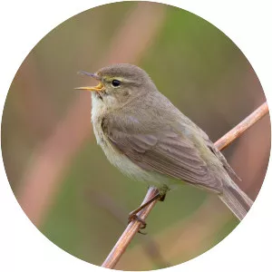 Common chiffchaff