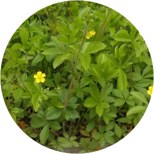 Common cinquefoil