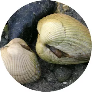 Common cockle