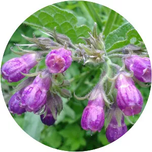 Common comfrey