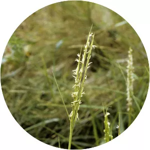 Common Cordgrass