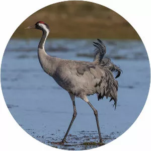 Common crane